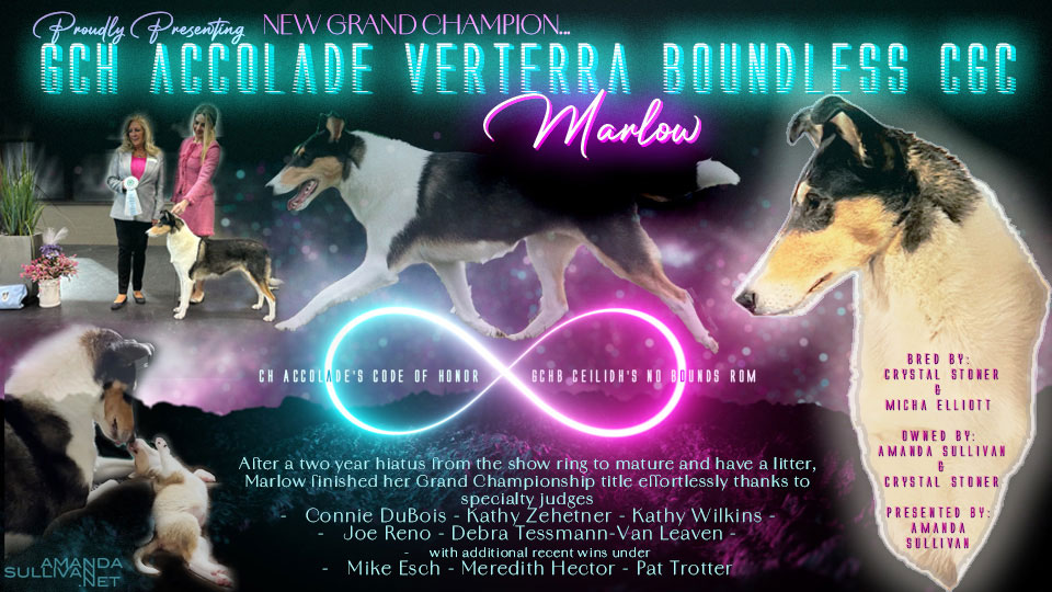 Verterra Collies -- GCH Accolade Verterra Boundless CGC