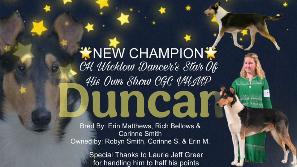 Wicklow Collies -- CH Wicklow Dancer's Star Of His Own  Show CGC VHMP