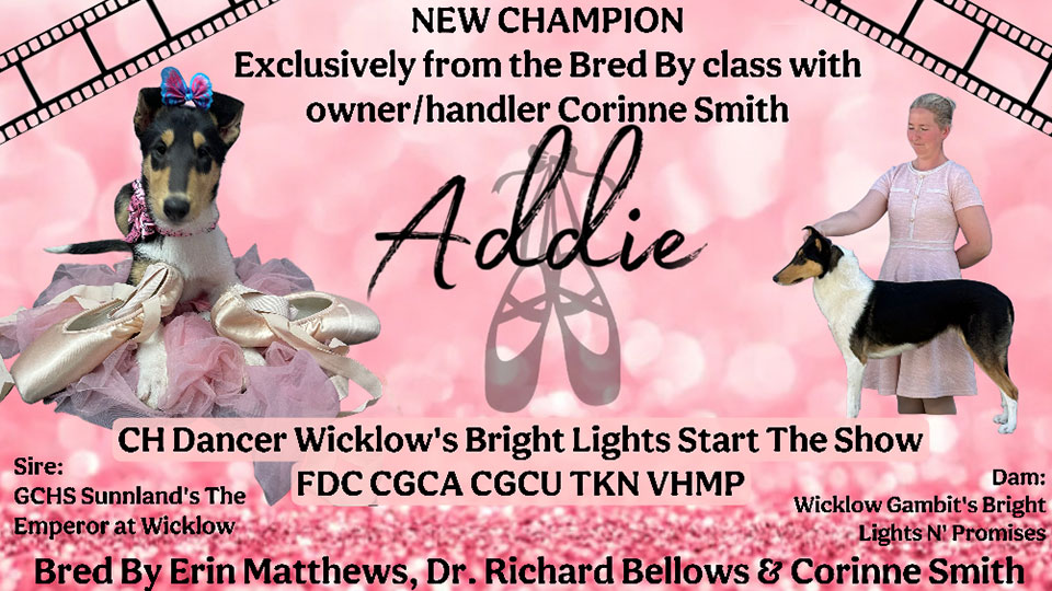 Wicklow Collies -- CH Dancer Wicklow's Bright Lights Start The Show FDC CGCA CGCU TKN VHMP