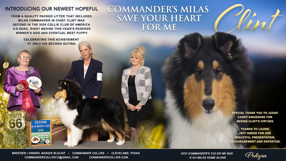 Commander Collies -- Commander's Milas Save Your Heart For Me