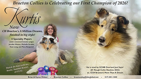 Braeton Collies -- CH Braeton's A Million Dreams