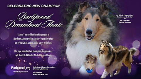 Burlywood Collies -- CH Burlywood Dreamboat Annie