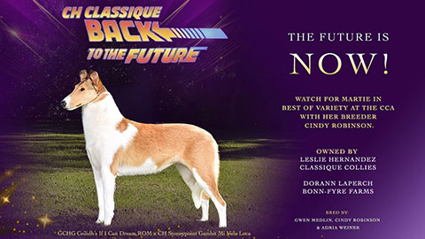 Classique Collies / Bonn-Fyre Farms -- CH Classique Back To The Future