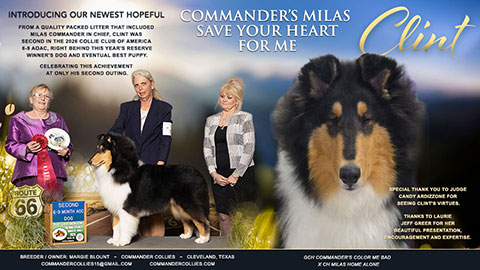 Commander Collies -- Commander's Milas Save Your Heart For Me