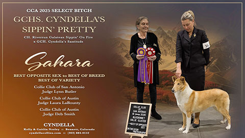 Cyndella Collies -- GCHS Cyndella's Sippin' Pretty