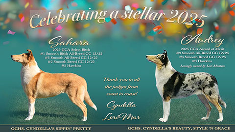Cyndella Collies / Lorimar Collies -- GCHS Cyndella's Sippin' Pretty / GCHS Cyndella's Beauty, Style 'N Grace