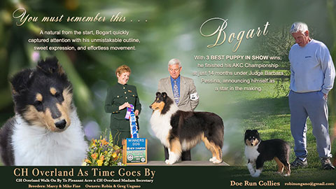 Doe Run Collies -- CH Overland As Time Goes By