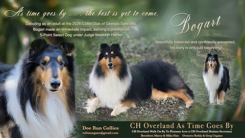 Doe Run Collies -- CH Overland As Time Goes By
