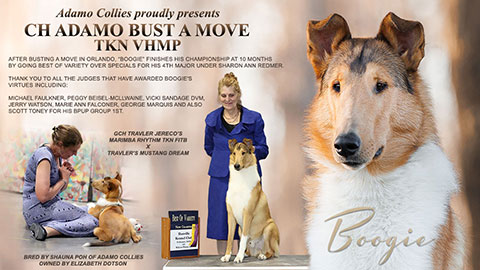 Adamo Collies -- CH Adamo Bust A Move TKN VHMP