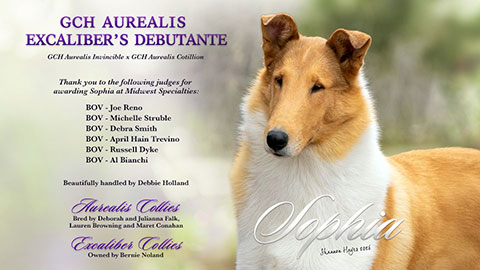 Excaliber Collies -- GCH Aurealis Excaliber's Debutante