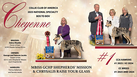 Shepherd Mission Collies -- GCHP Shepherds' Mission & Chrysalis Raise Your Glass