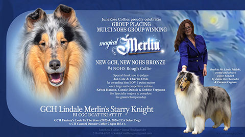 JuneRose Collies -- GCH Lindale Merlin's Starry Knight RI CGC DCAT TKI ATT IT