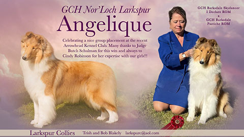 Larkspur Collies -- GCH Nor'Loch Larkspur Angelique