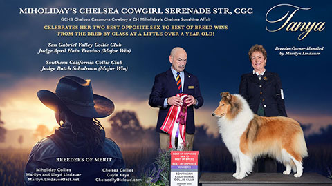 Miholiday Collies / Chelsea Collies -- Miholiday's Chelsea Cowgirl Serenade STR, CGC