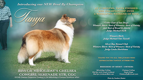 Miholiday Collies / Chelsea Collies -- CH Miholiday's Chelsea Cowgirl Serenade STR, CGC