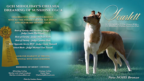 Miholiday Collies / Chelsea Collies -- GCH Miholiday's Chelsea Dreaming Of Sunshine CGCA