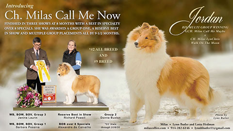 Milas Collies -- CH Milas Call Me Now

