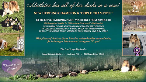 Mountainside Collies -- CT HC CH VCH Mountainside Mistletoe from Aryggeth
