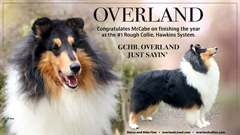 Overland Collies -- GCHB Overland Just Sayin'