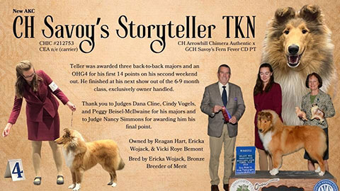 Savoy Collies -- CH Savoy's Storyteller TKN