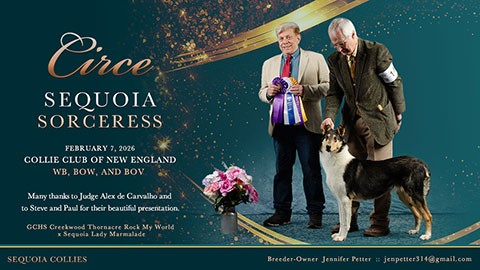 Sequoia Collies -- Sequoia Sorceress