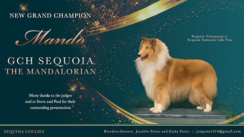 Sequoia Collies -- GCH Sequoia The Mandalorian