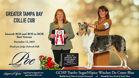 SugarNSpice Collies -- GCHP Travler SugarNSpice Witches Do Come Blue