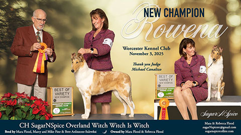 SugarNSpice Collies -- CH SugarNSpice Overland Witch Witch Is Witch