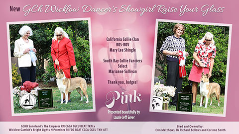 Wicklow Collies -- CH Wicklow Dancer's Showgirl Raise Your Glass