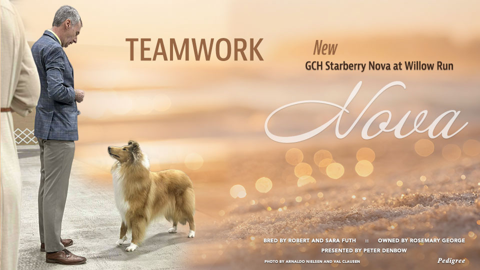 Willow Run Collies -- GCH Starberry Nova At Willow Run
