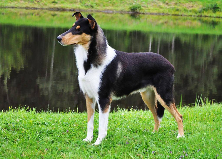 Winterberry Collies