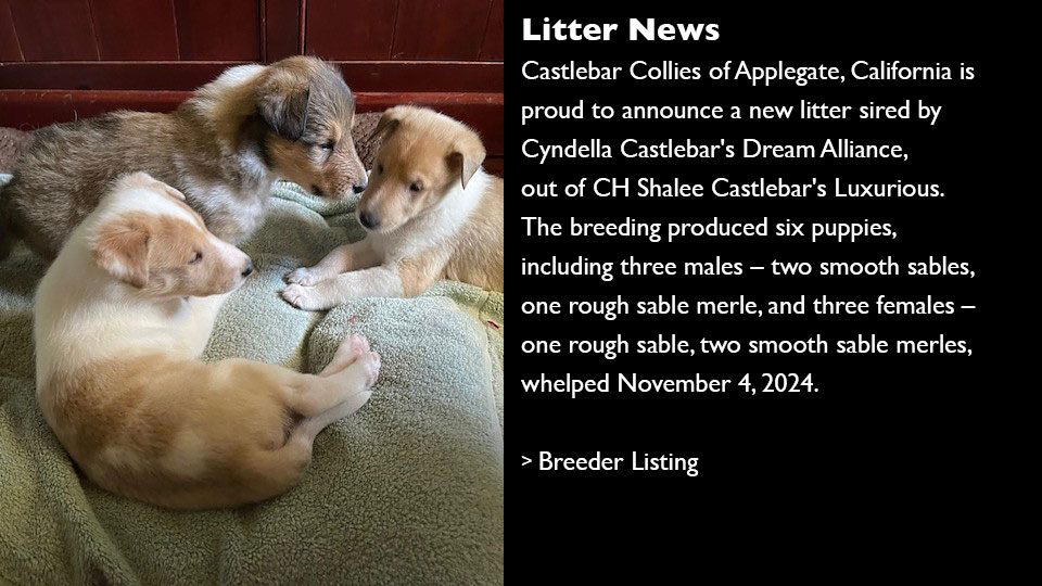 Litter News: Castlebar Collies of Applegate, California