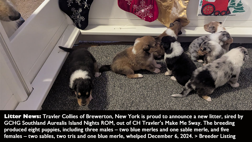 Litter News: Travler Collies of Brewerton, New York