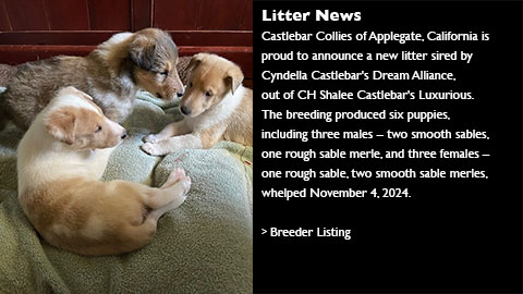 Litter News: Castlebar Collies of Applegate, California