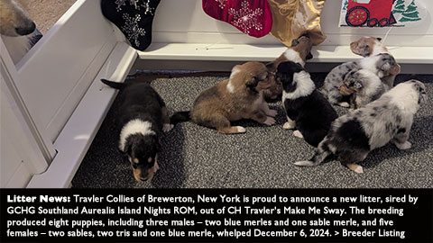 Litter News: Travler Collies of Brewerton, New York