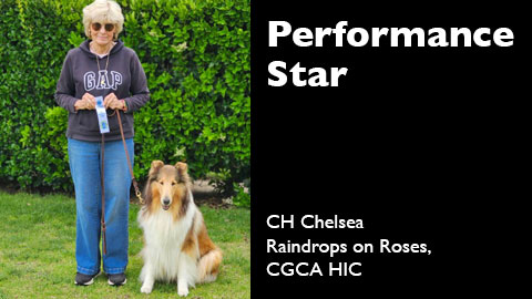 CH Chelsea Raindrops on Roses, CGCA HIC awarded AKC Canine Good Citizen Test Advanced title