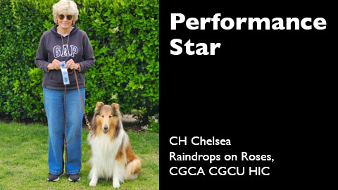 CH Chelsea Raindrops on Roses, CGCA CGCU HIC awarded AKC Canine Good Citizen Test Urban title