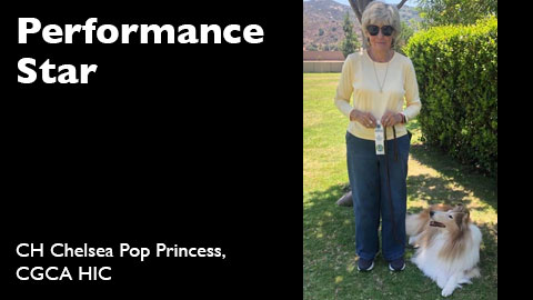 CH Chelsea Pop Princess, CGCA HIC, POA CGC awarded AKC Canine Good Citizen Test Advanced (CGCA)