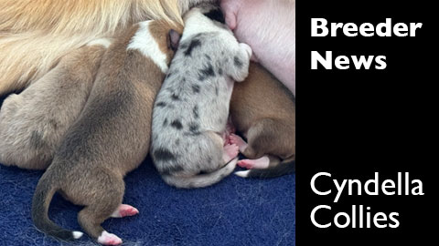 A new litter of puppies at Cyndella Collies, Bennett, Colorado