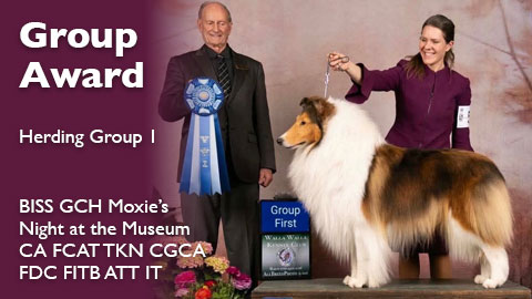 Group Award for BISS GCH Moxie’s Night at the Museum CA FCAT TKN CGCA FDC FITB ATT IT