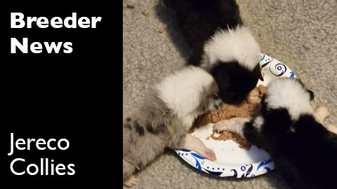 A new litter of puppies at Jereco Collies, De Pere, Wisconsin