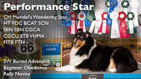 CH Meridel's Wondering Star HT FDC BCAT SCN SEN SBN CGCA CGCU STR VHMA FITB FTN awarded SBA, BN, RN