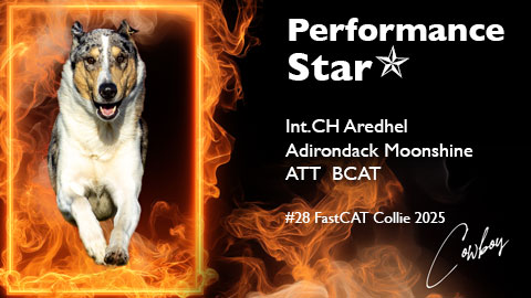 Int.CH Aredhel Adirondack Moonshine ATT BCAT awarded BCAT