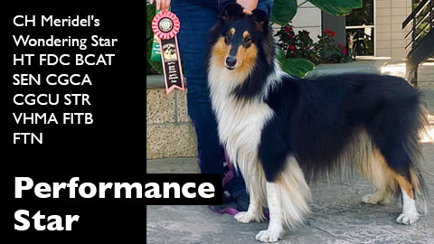 CH Meridel's Wondering Star HT FDC BCAT SEN CGCA CGCU STR VHMA FITB FTN awarded Scent Work Exterior Novice