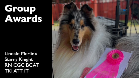 Group Award for Merlin Collies