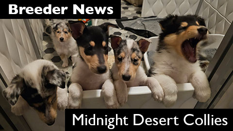 Midnight Desert Collies