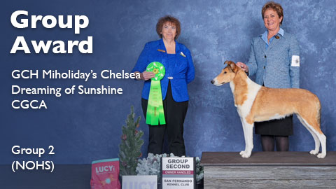 Group 2 (NOHS) for GCH Miholiday's Chelsea Dreaming of Sunshine CGCA 
