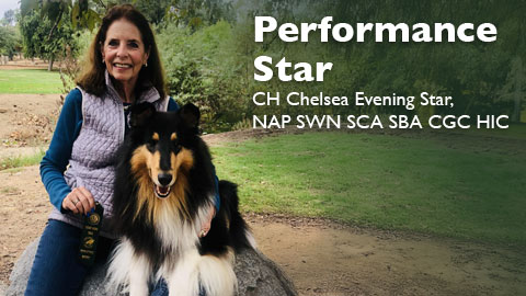 CH Chelsea Evening Star, NAP SWN SCA SBA CGC HIC awarded Novice Agility Preferred (NAP)