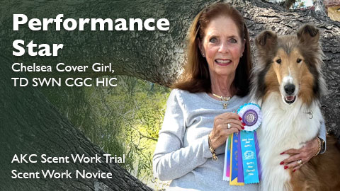 Chelsea Cover Girl, TD SWN CGC HIC awarded Scent Work Novice (SWN)