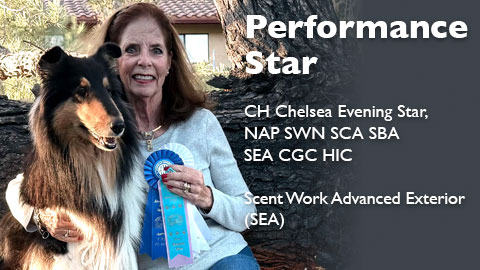 CH Chelsea Evening Star, NAP SWN SCA SBA SEA CGC HIC awarded Scent Work Advanced Exterior (SEA)